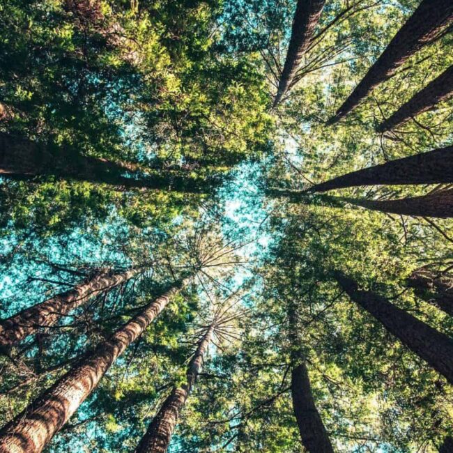 tree canopy for sustainability