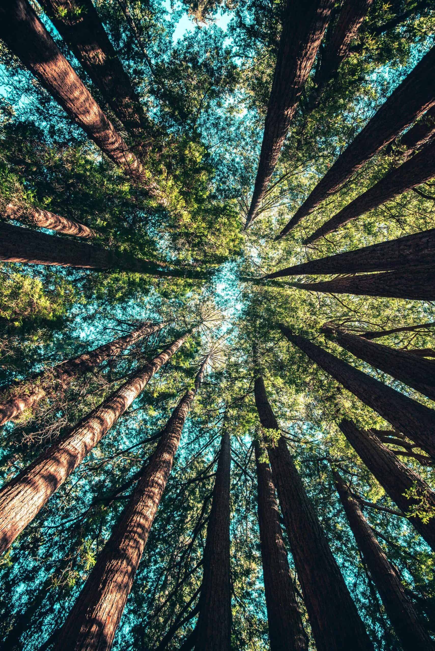 tree canopy for sustainability